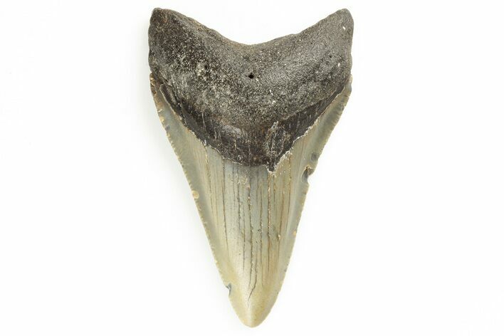 Fossil Megalodon Tooth - North Carolina #190939